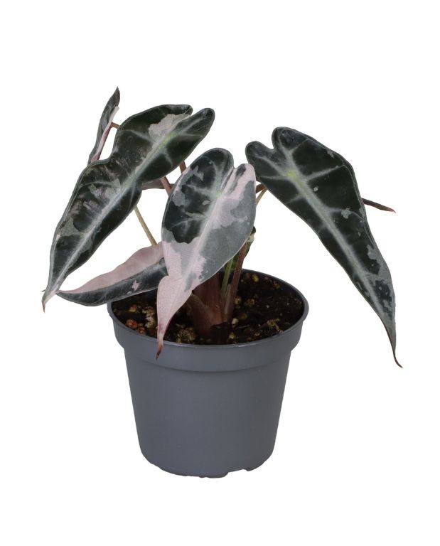 Alocasia amazonica Bambino Pink Variegata