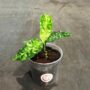 aglaonema pictum tricolor