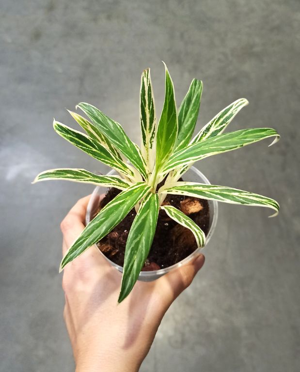 Aglaonema Bamboo