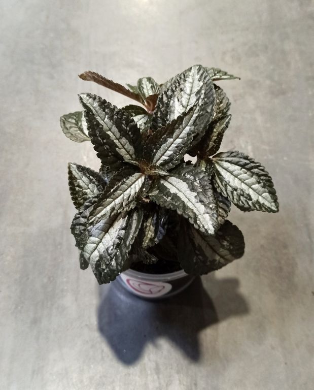 Pilea spruceana Silver Tree