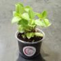 Peperomia orba Pixie Lime