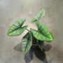 alocasia platinium