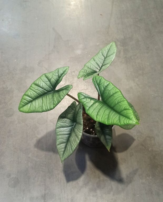 alocasia platinium