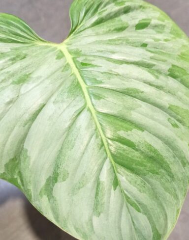 Philodendron Sodiroi alternative