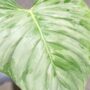 philodendron sodiroi