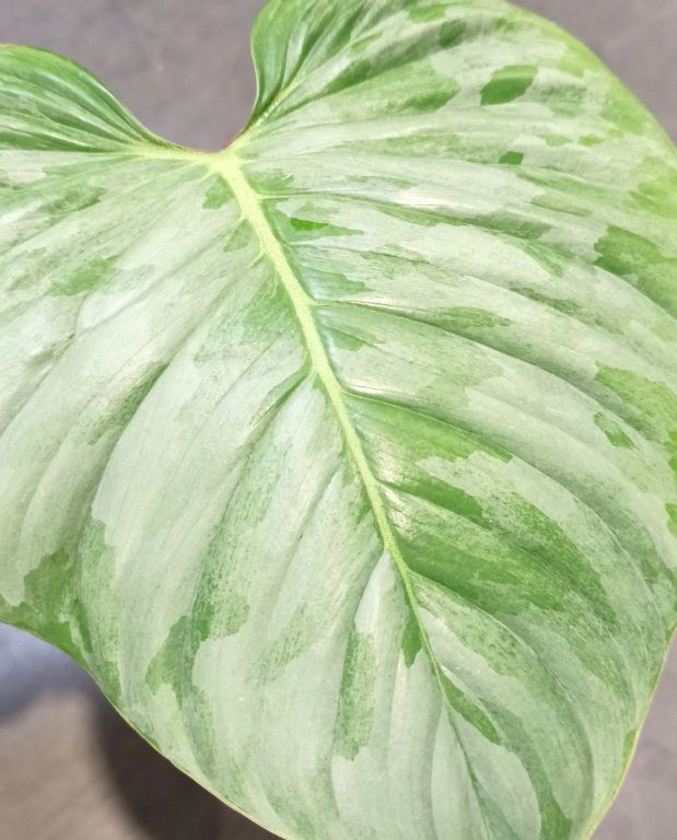 philodendron sodiroi