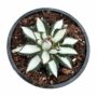 Agave Peace Revolution