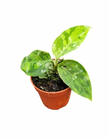 Aglaonema Pictum Tricolor alternative