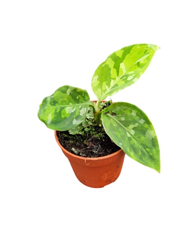 aglaonema pictum tricolor