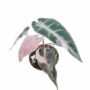 Alocasia amazonica Bambino Pink Variegata