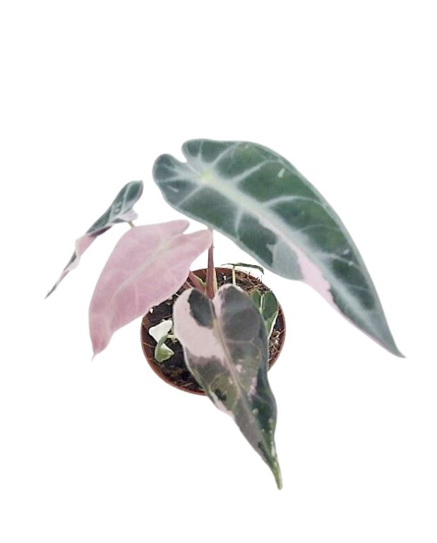 Alocasia amazonica Bambino Pink Variegata