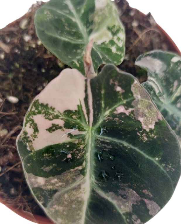 Alocasia regina black velvet variegata