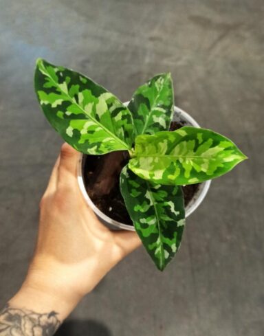 aglaonema pictum tricolor