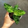 aglaonema pictum tricolor