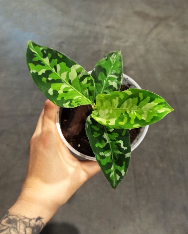 aglaonema pictum tricolor