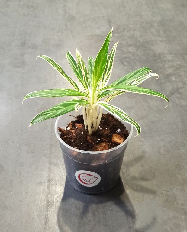 Aglaonema Bamboo