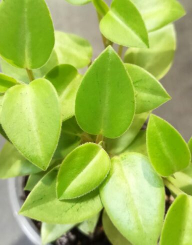 Peperomia orba Pixie Lime alternative