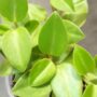 Peperomia orba Pixie Lime