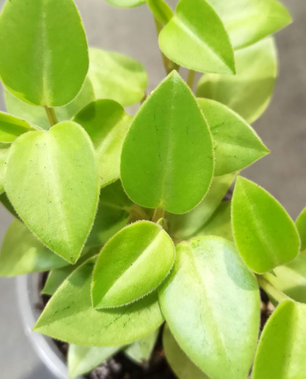 Peperomia orba Pixie Lime