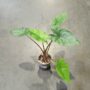 alocasia sumo