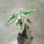 alocasia platinium