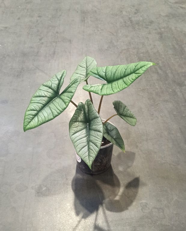 alocasia platinium