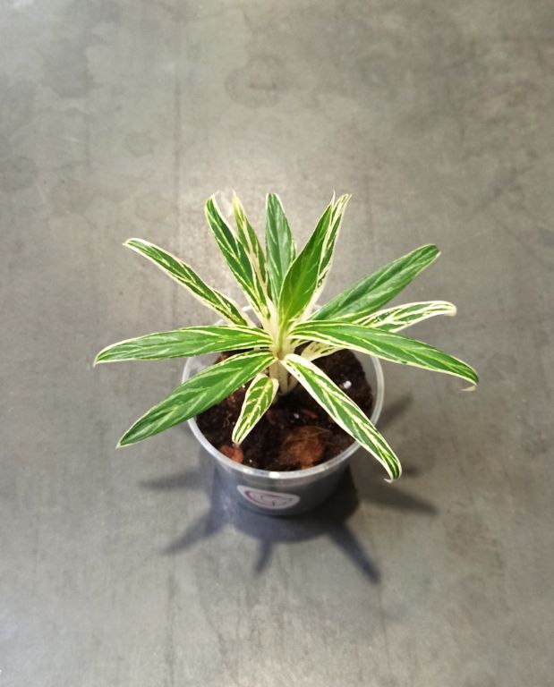 Aglaonema Bamboo