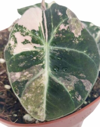 Alocasia Regina Black Velvet Variegata alternative