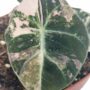 Alocasia regina black velvet variegata