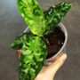 aglaonema pictum tricolor