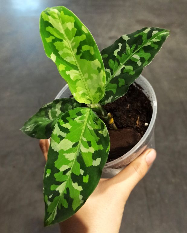 aglaonema pictum tricolor