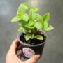 Peperomia orba Pixie Lime