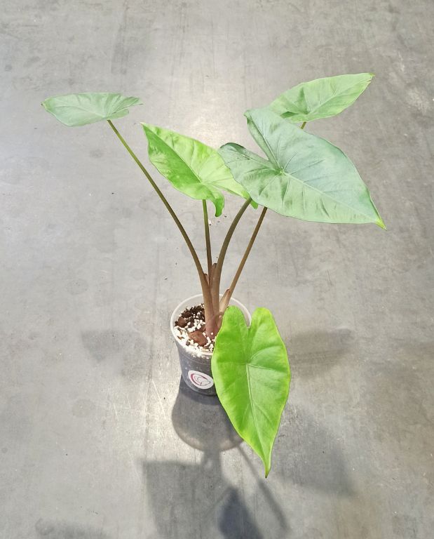 alocasia sumo