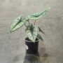 alocasia platinium