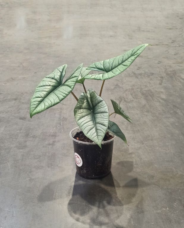 alocasia platinium