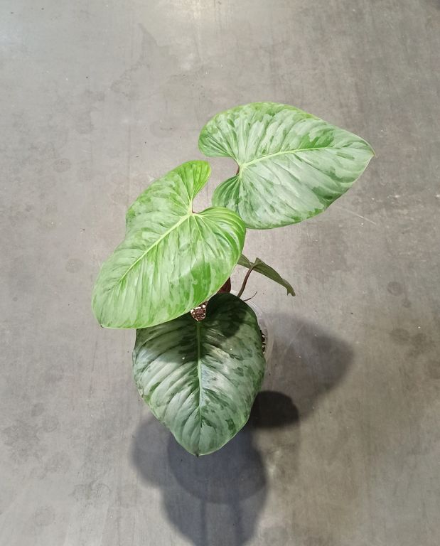 philodendron sodiroi