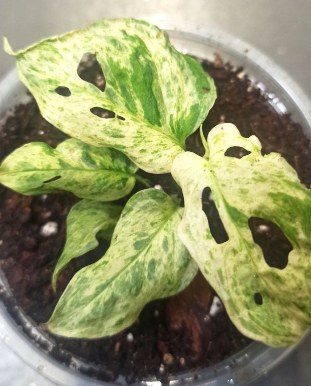 Monstera Frozen Freckles