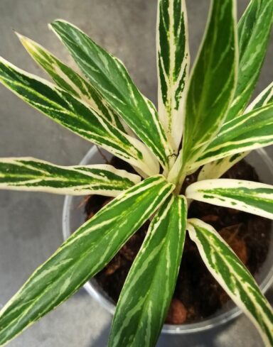 Aglaonema Bamboo alternative