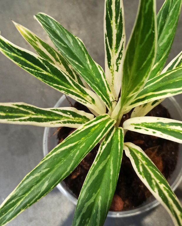 Aglaonema Bamboo