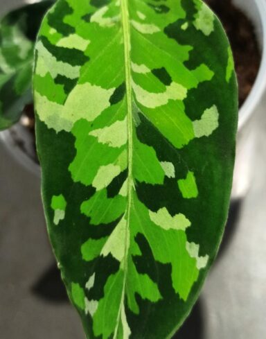 Aglaonema Pictum Tricolor alternative