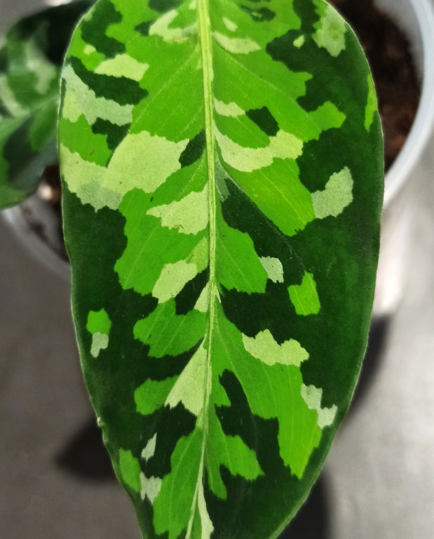 aglaonema pictum tricolor