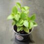 Peperomia orba Pixie Lime