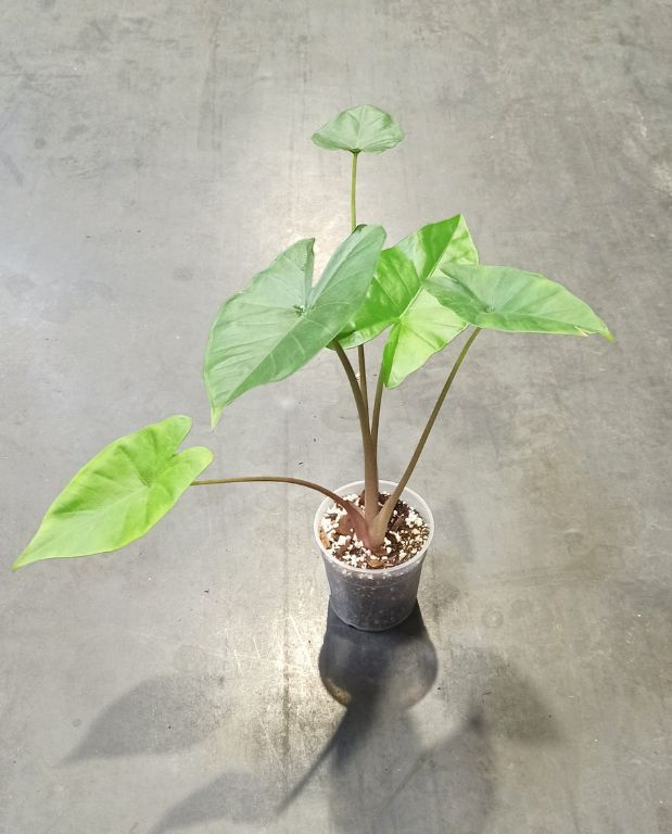 alocasia sumo