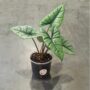 alocasia platinium