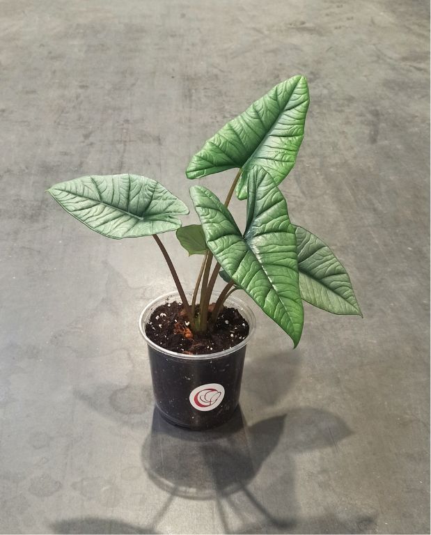 alocasia platinium