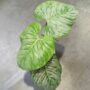 philodendron sodiroi