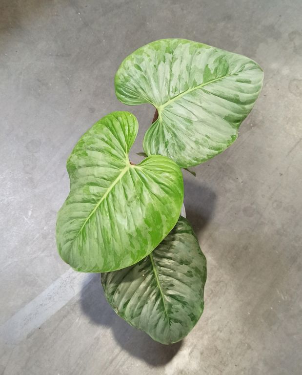 philodendron sodiroi