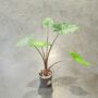 alocasia sumo