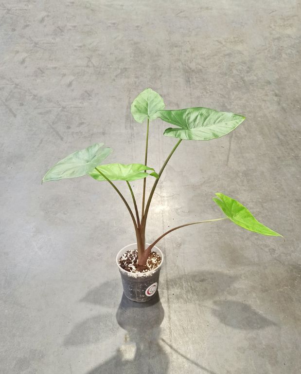 alocasia sumo