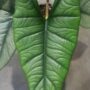 alocasia platinium